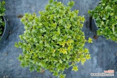 杜鹃花的花骨朵枯萎，杜鹃花夏季为什么枯萎