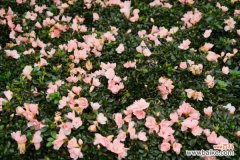 杜鹃花干枯掉怎么救，干枯的杜鹃花能活吗？