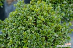 杜鹃花浇水放醋可以吗，杜鹃花浇水后花蔫了