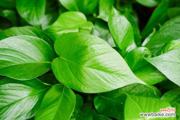 冬季绿萝焉了怎么办