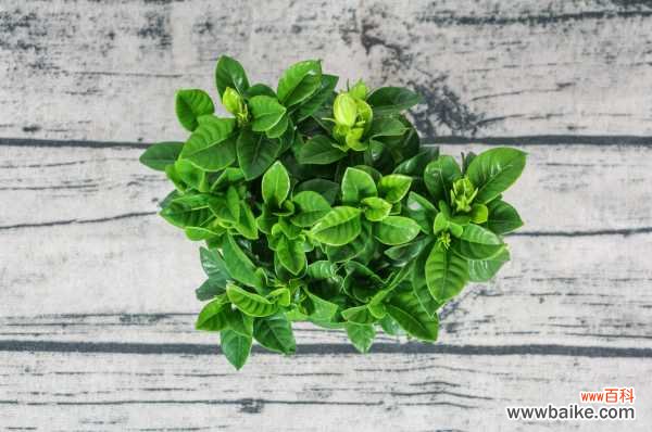 冬天栀子花叶子变干是什么原因