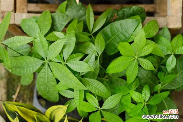 发财树受冻了怎么办