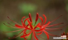 探寻曼珠沙华的花语和象征意义 曼珠沙华花语与寓意