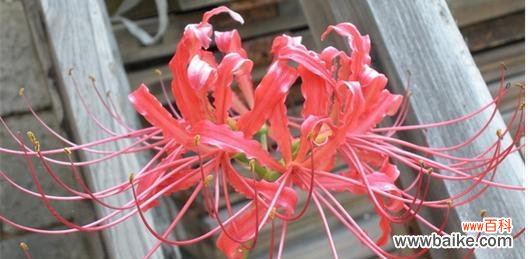 探寻曼珠沙华花语的深意 曼珠沙华花语与寓意，传递着爱与坚持的力量