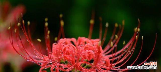 探索曼珠沙华的深层意义 曼珠沙华的花语与寓意