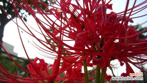 探寻曼珠沙华的深层涵义 曼珠沙华花语的意义与传承