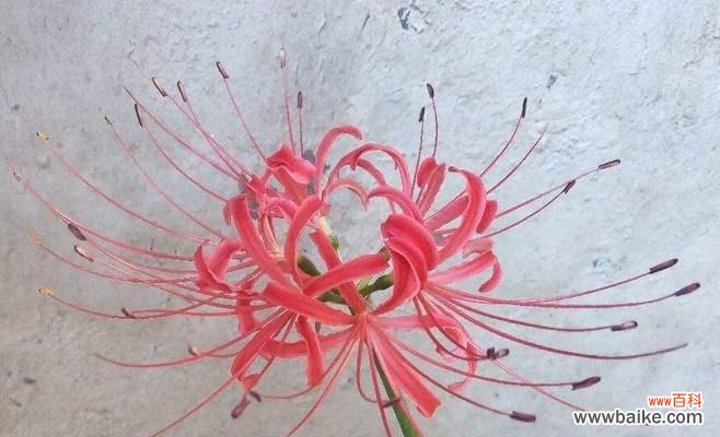 探寻曼珠沙华的深层涵义 曼珠沙华花语的意义与传承