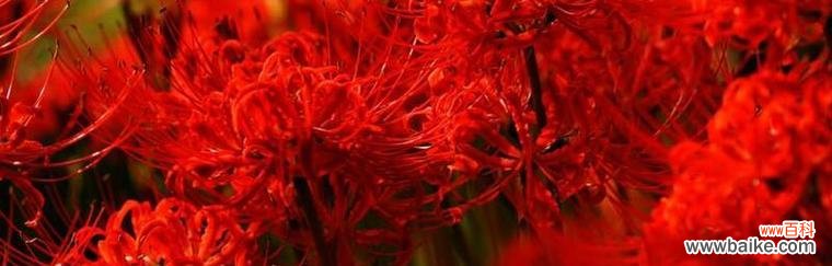 探寻曼珠沙华的深层涵义 曼珠沙华花语的意义与传承