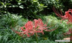 探寻曼珠沙华花的妙义和美丽传说 曼珠沙华