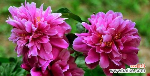 揭秘猫尾草的神秘之处 猫尾草的花语与文化背景