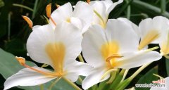 揭秘猫尾草的神秘之处 猫尾草的花语与文化背景