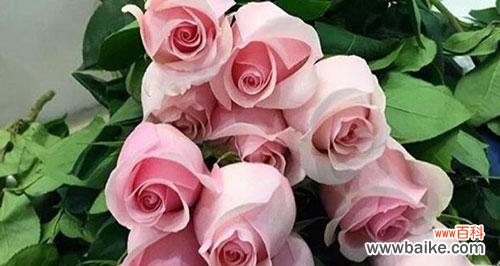 一朵玫瑰的背后 玫瑰花的花语及意义解析