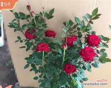 探索玫瑰的多重寓意 玫瑰的含义和象征