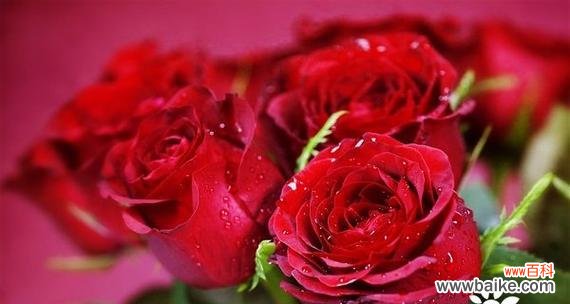 解读玫瑰的15种不同含义 玫瑰花的花语与寓意