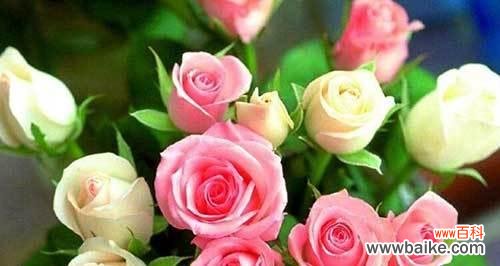 探寻玫瑰花所传达的情感和寓意 玫瑰的花语与意义