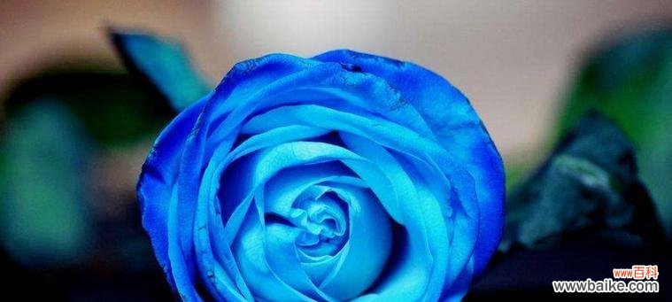 玫瑰花语的意义与心理效应 玫瑰花语与寓意的传承与演变