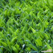 铃兰的茎腐病及其防治