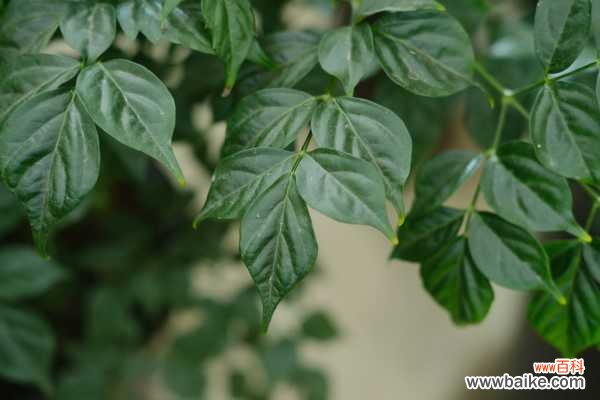 幸福树的虫害防治