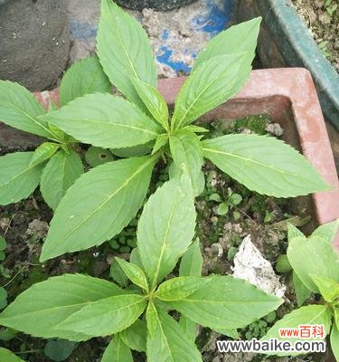 让爱与耐心开出最美的花朵 小学生手把手教你种凤仙花