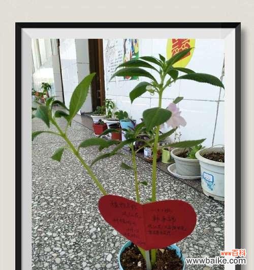 让爱与耐心开出最美的花朵 小学生手把手教你种凤仙花