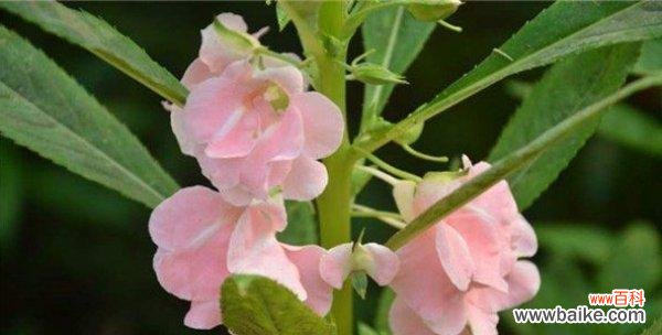 让爱与耐心开出最美的花朵 小学生手把手教你种凤仙花