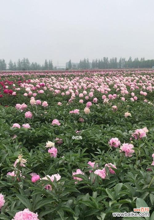 赏芍药需要了解的全过程，从花期到品种 芍药——盛夏繁花背后的故事