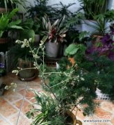 了解蓬莱松的生长环境和养殖技巧，让你成功种植蓬莱松！ 蓬莱松养殖全攻略