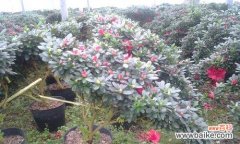 精益求精，打造美好生活/ 杜鹃盆栽——如何打造美丽的小花园