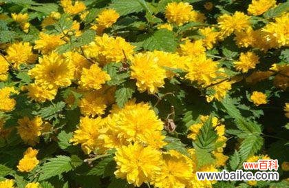 解析棣棠花的医疗、美容、观赏及文化价值 探秘棣棠花的多重价值