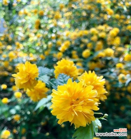 解析棣棠花的医疗、美容、观赏及文化价值 探秘棣棠花的多重价值