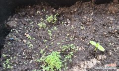 秋末冬初，选择适宜的种植时机是关键 矮牵牛花的种植时间与技巧