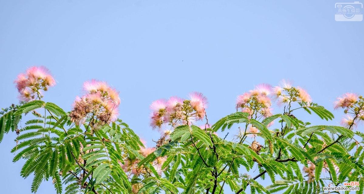 合欢花开放时间、土壤与水分要求、施肥方法等详解 合欢花的种植与养护