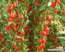 从选地到繁殖，全面了解枸杞种植秘籍 枸杞树苗的种植方法