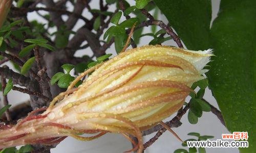 昙花种子的选择与播种技巧 如何种植昙花种子