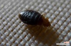 臭虫咬了有黑疤怎么办 被臭虫咬了怎么办？