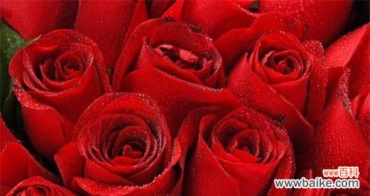 探寻玫瑰花的花语及其背后的品格意义 玫瑰花