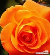 探寻玫瑰花的花语及其背后的品格意义 玫瑰花