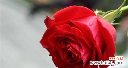 探秘玫瑰花的美丽传说和文化内涵 玫瑰花的寓意与象征
