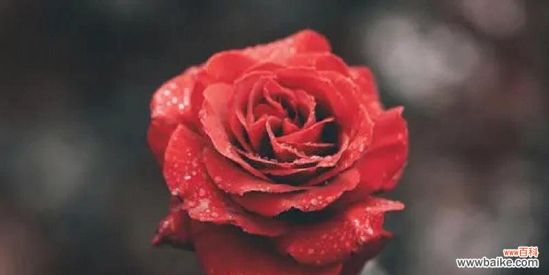 探秘玫瑰花的美丽传说和文化内涵 玫瑰花的寓意与象征