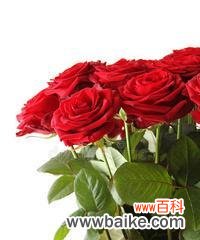 通过玫瑰花的颜色了解情感与意义 玫瑰花色彩的寓意与含义