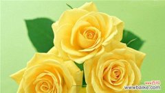 探索玫瑰花所承载的浪漫 玫瑰花的含义与象征意义