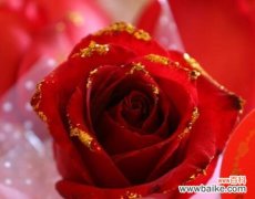 解读玫瑰花的秘密语言 玫瑰花语之多少朵代表什么