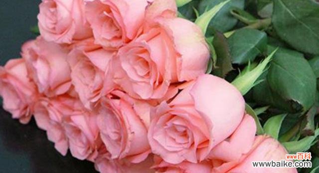 探究玫瑰花语中每朵花的象征意义 玫瑰花语的含义与传承