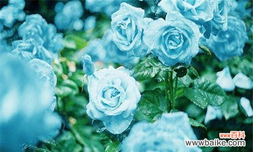 探究玫瑰花语中每朵花的象征意义 玫瑰花语的含义与传承