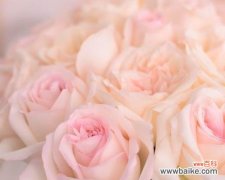 通过玫瑰花语颜色揭示情感和情绪 玫瑰花语颜色的含义及象征——探秘花语的奥秘