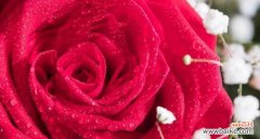 探究玫瑰花所代表的情感和意义 玫瑰花的寓意与象征