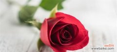 解读玫瑰花支数所传达的情感和意义 玫瑰花支数的含义