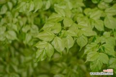 幸福树冻伤的症状识别与防治