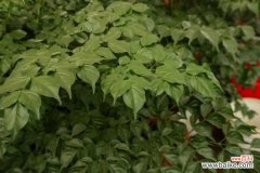 幸福树冻了还能活吗