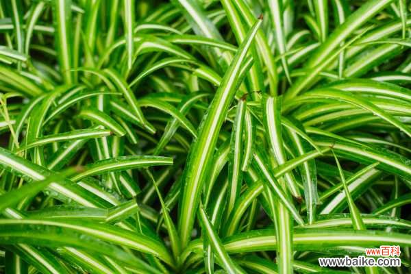 吊兰干尖儿怎么处理